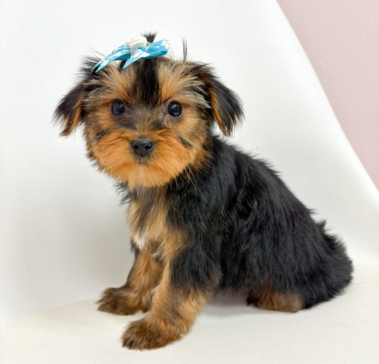 Porsche- Female Yorkie
