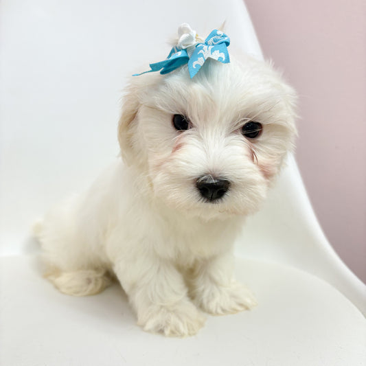 Cleo- Female Maltese