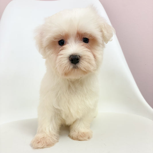 Sebastian- Male Maltese