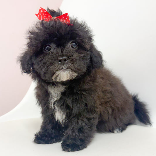 Blossom-Female Shihpoo