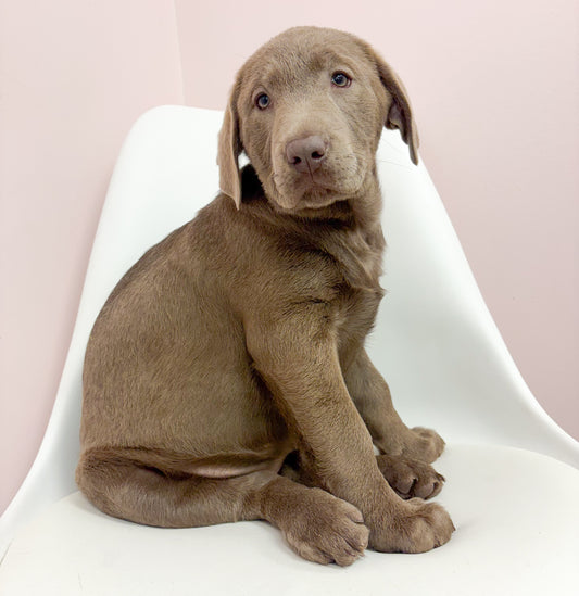 Shelly- Female Labrador Retriever