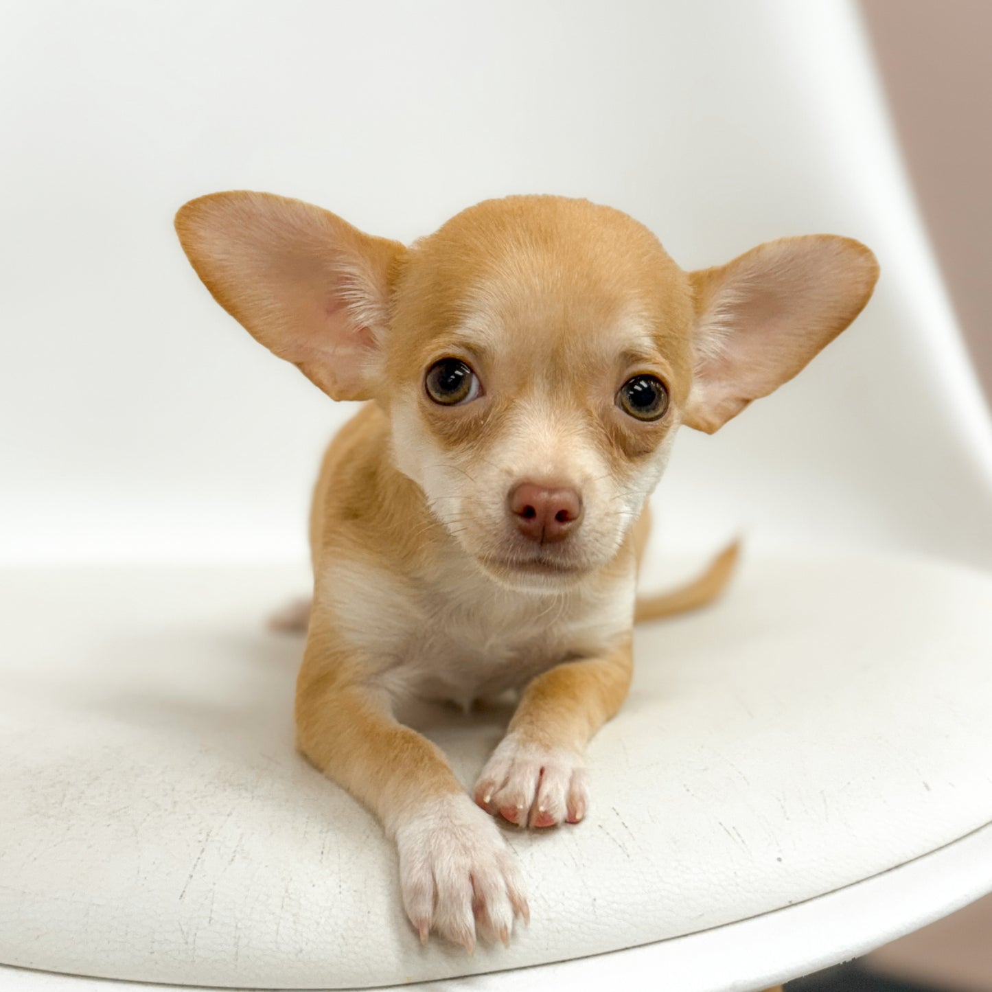 Specter- Male Chihuahua