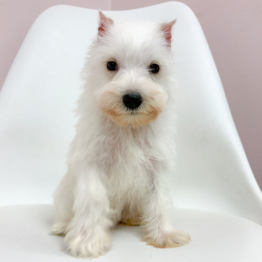 Sugar- Female Mini Schnauzer