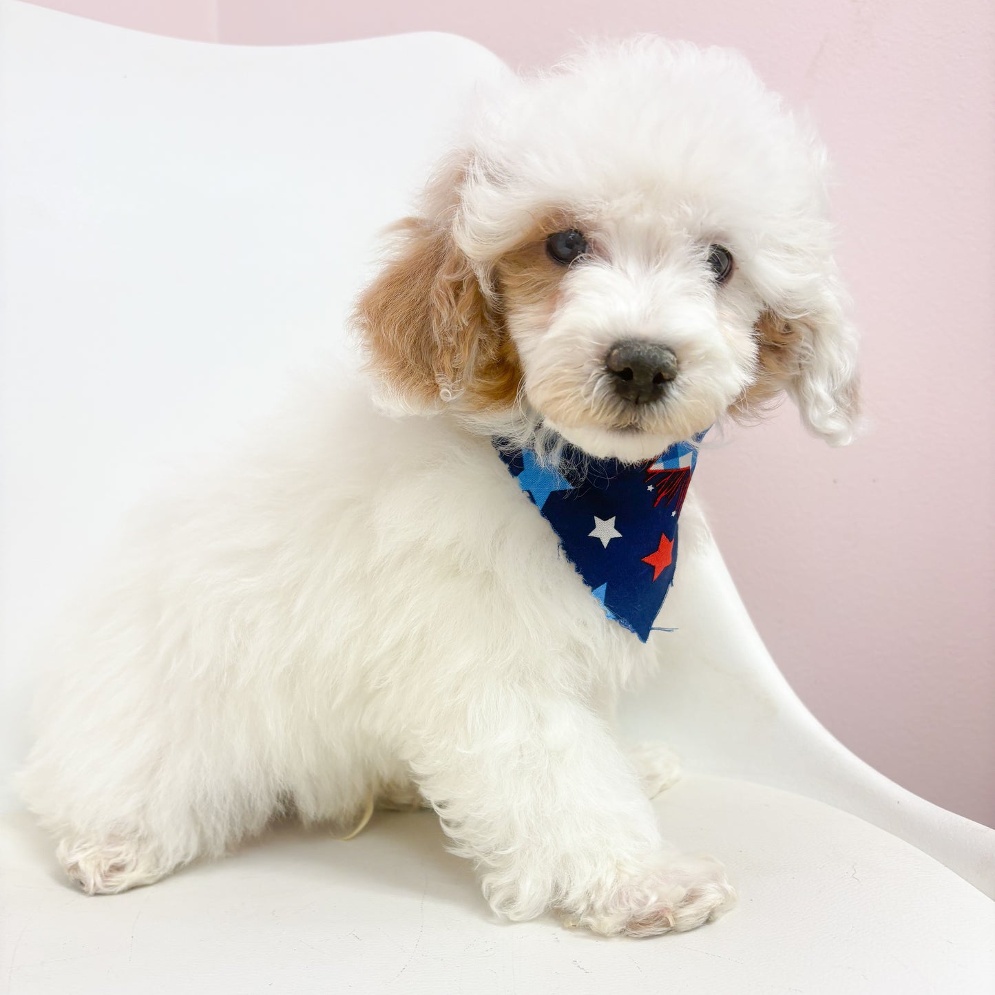 Sterling- Male Toy Poodle