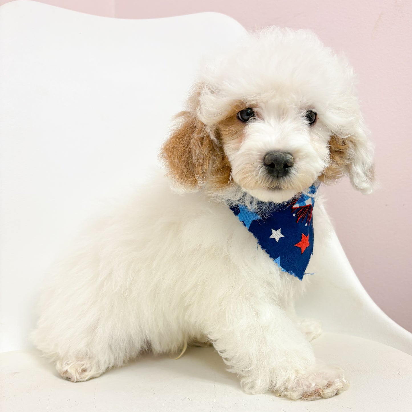 Sterling- Male Toy Poodle
