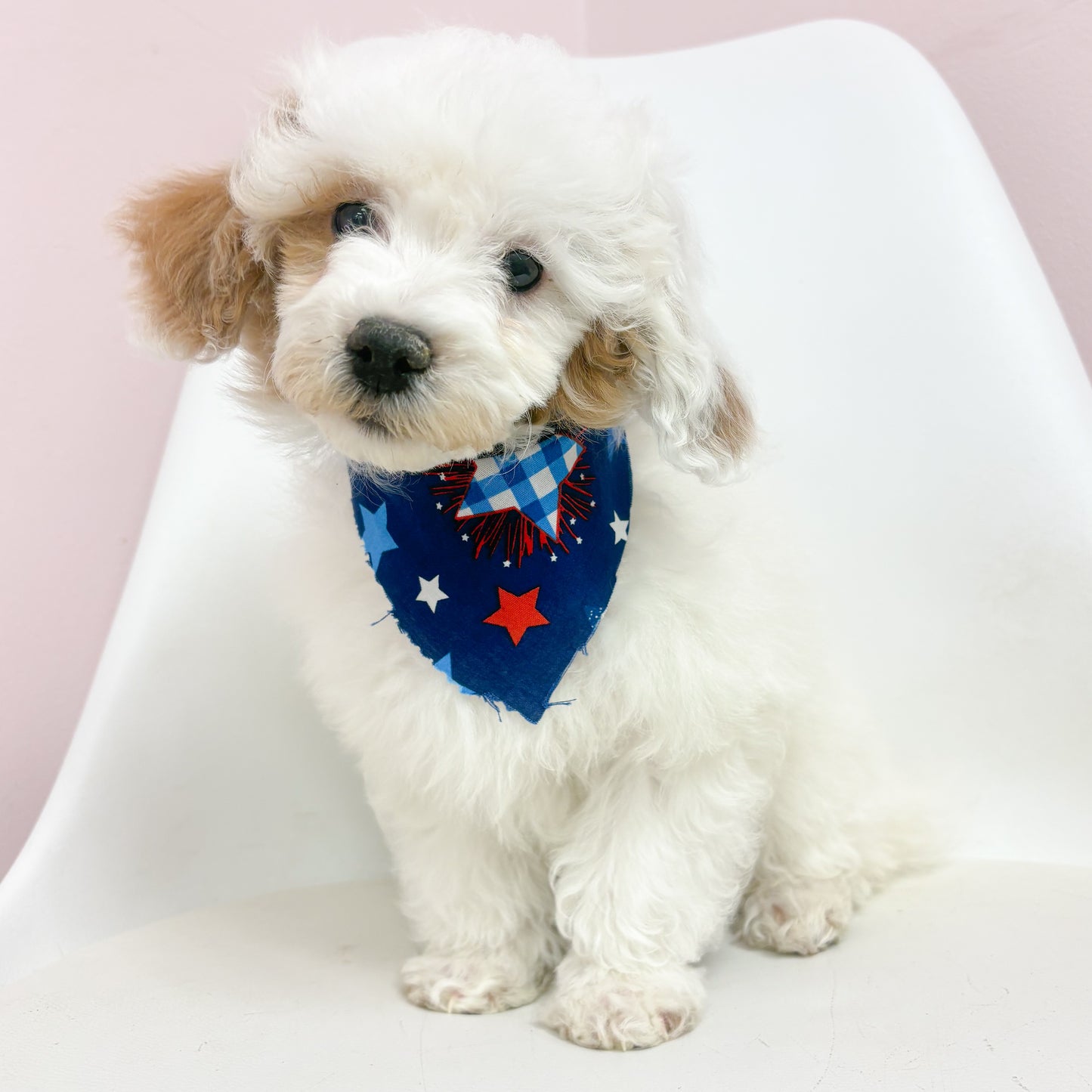 Sterling- Male Toy Poodle