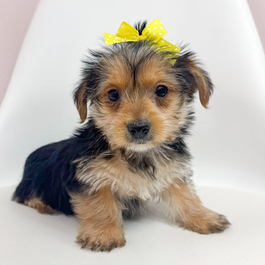 Lilly-Female Yorkie