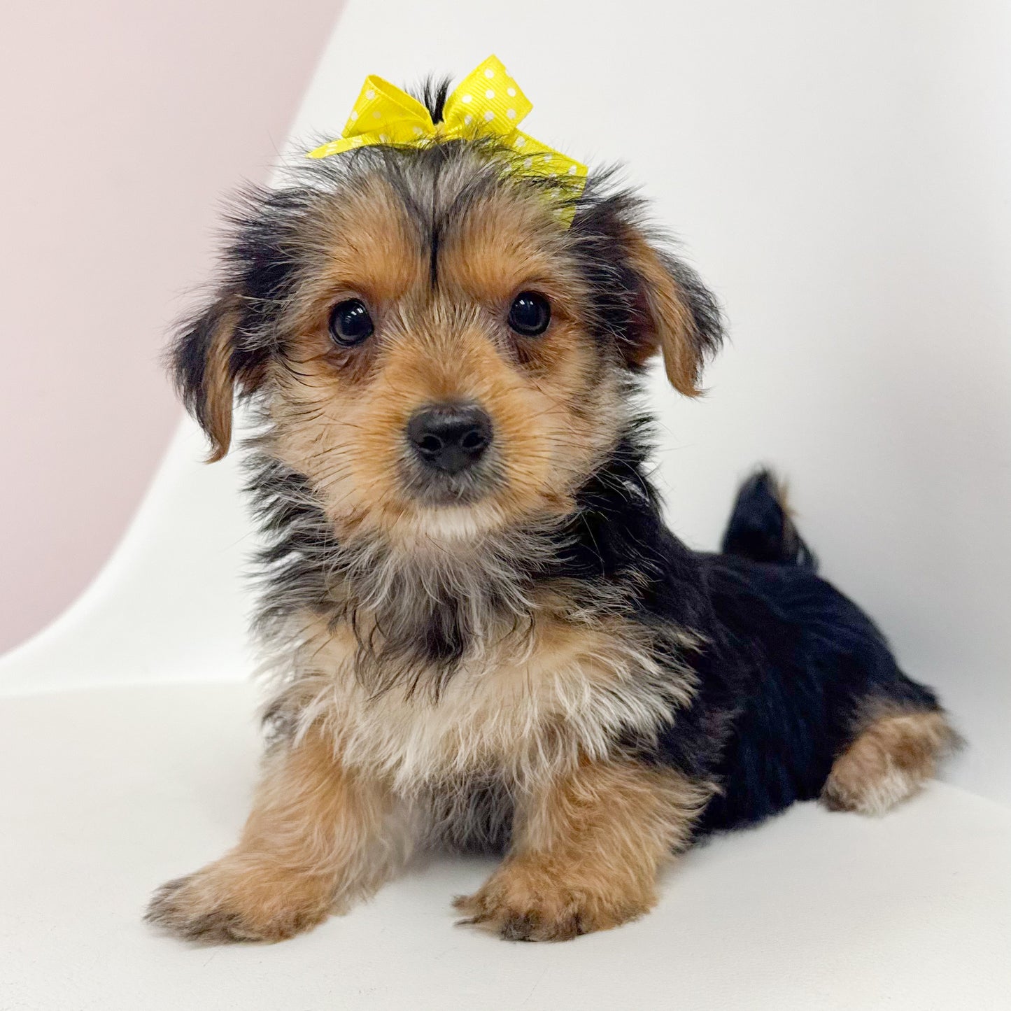 Lilly-Female Yorkie