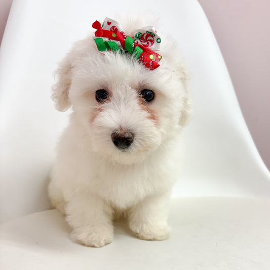 Angel- Female Bichon Frise