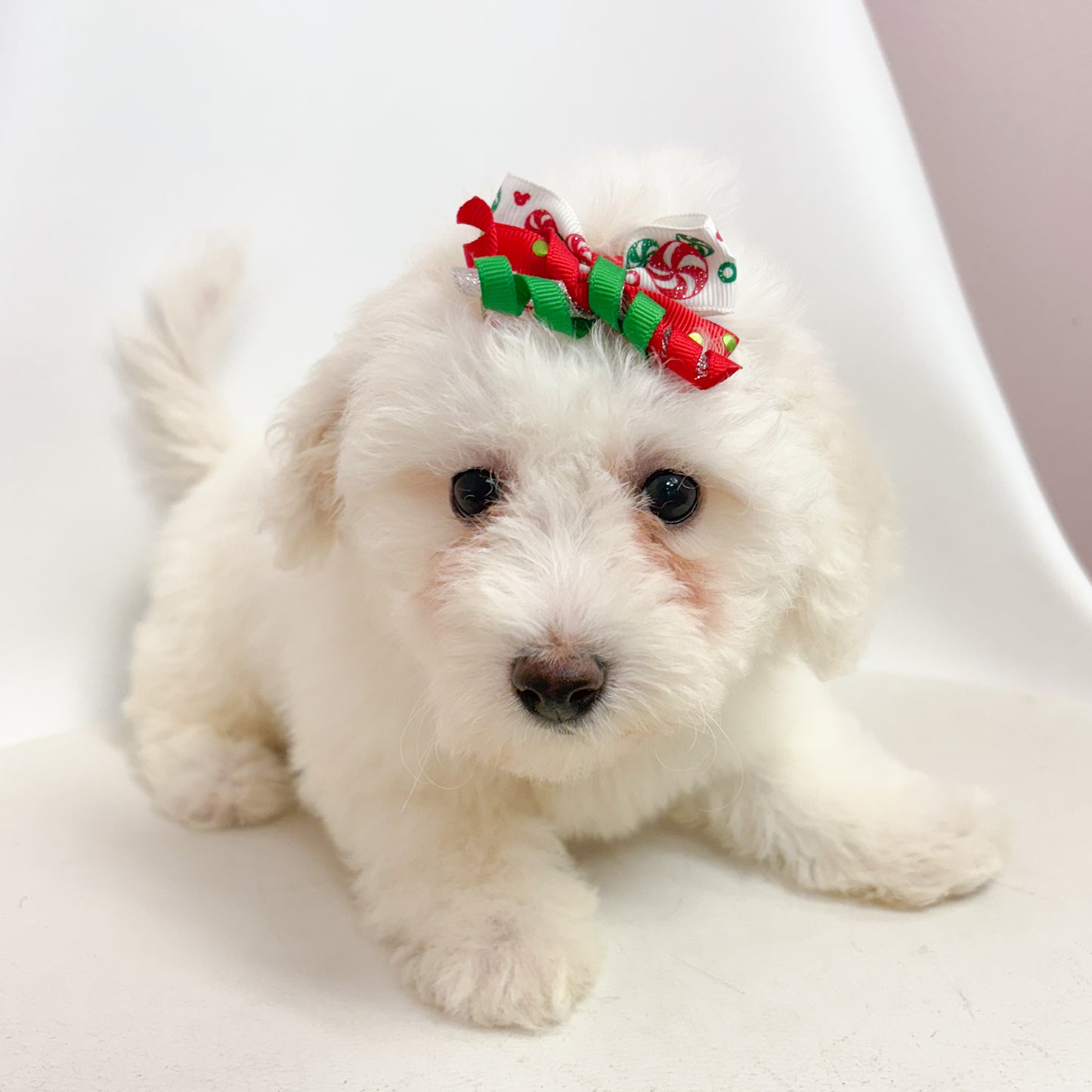 Angel- Female Bichon Frise