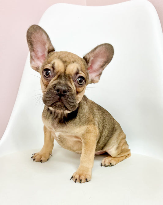 Merry - Female French Bulldog