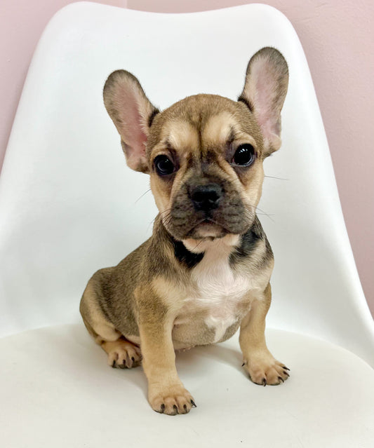 Tinsel - Female French Bulldog