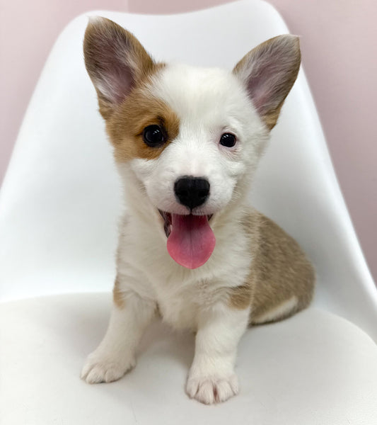 Cinnamon- Female Corgi