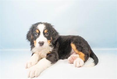 Bernie - Male Bernese Mtn Dog