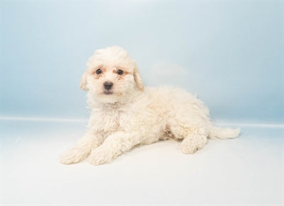 Snowball - Male Bichonpoo