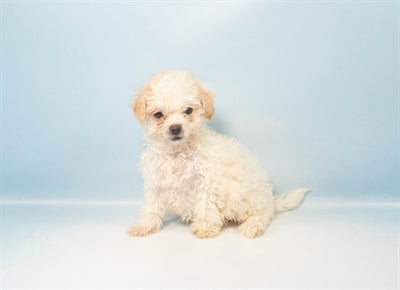 Snowflake - Female Bichonpoo