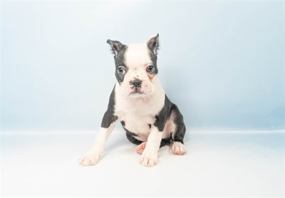 Baby - Female Boston Terrier