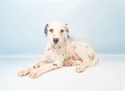 Marshall - Male Dalmatian