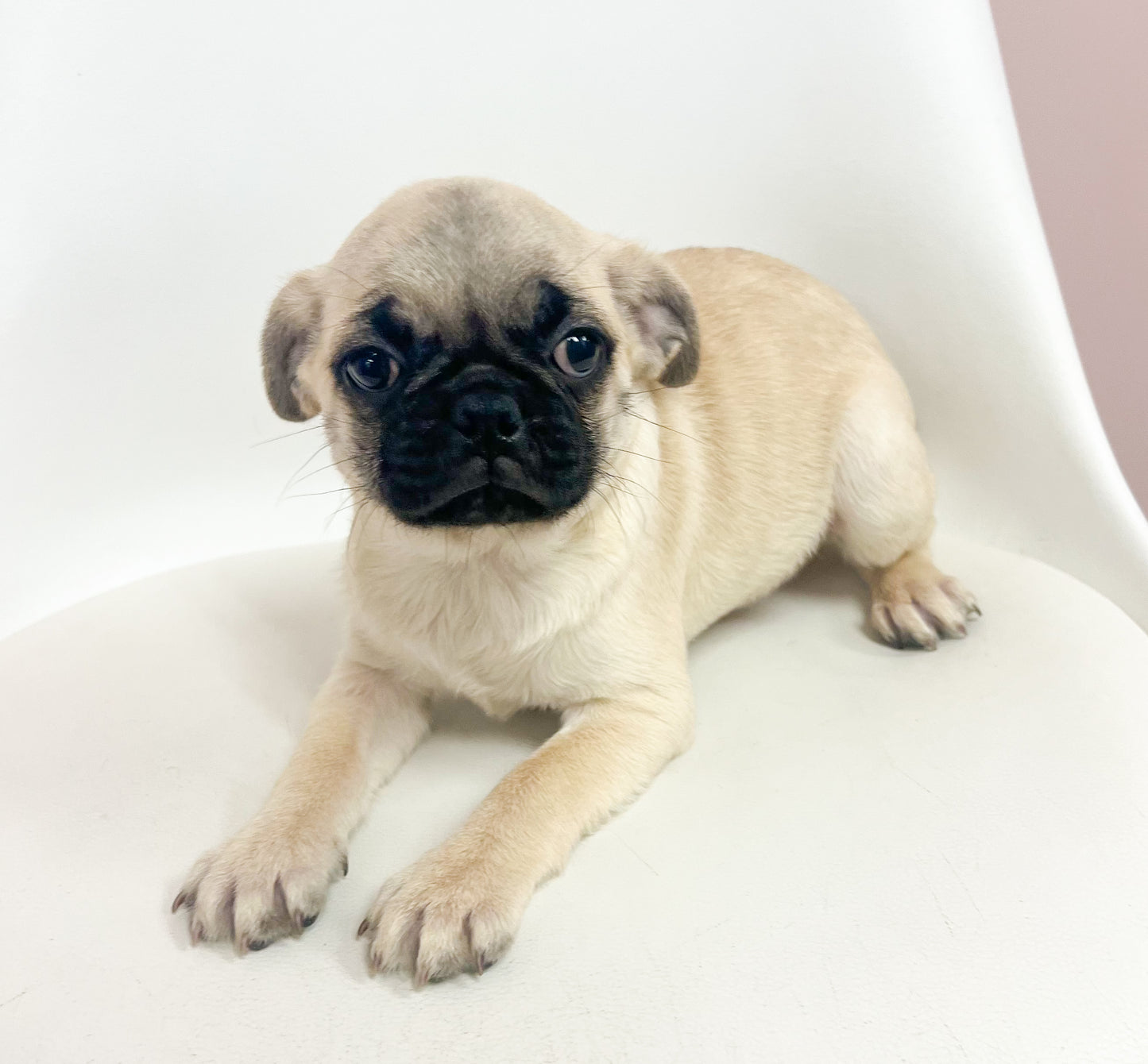 Penelope- Female Pug