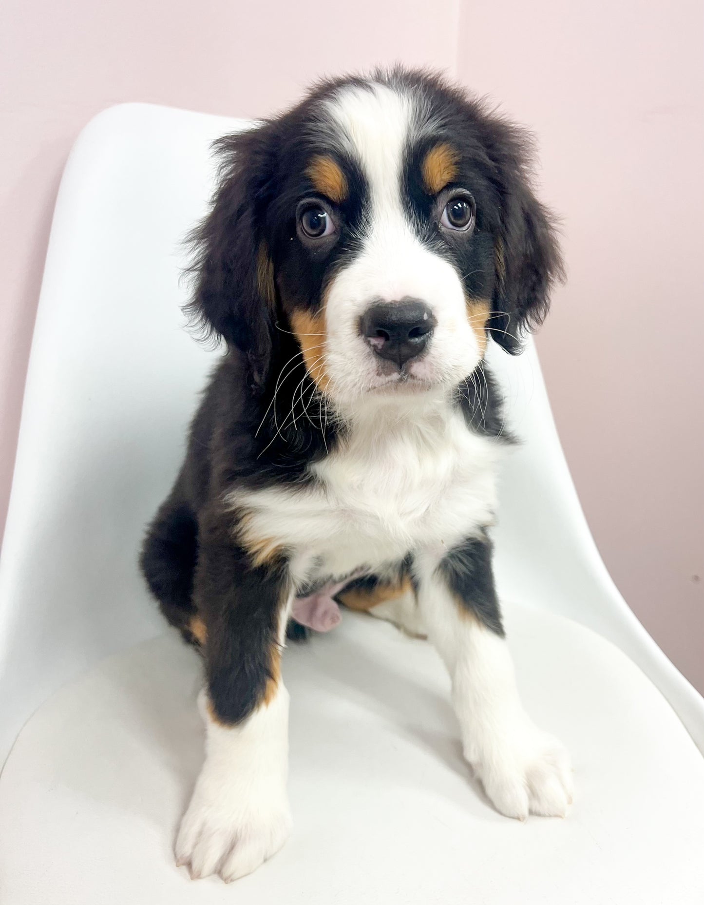 Bernie - Male Bernese Mtn Dog