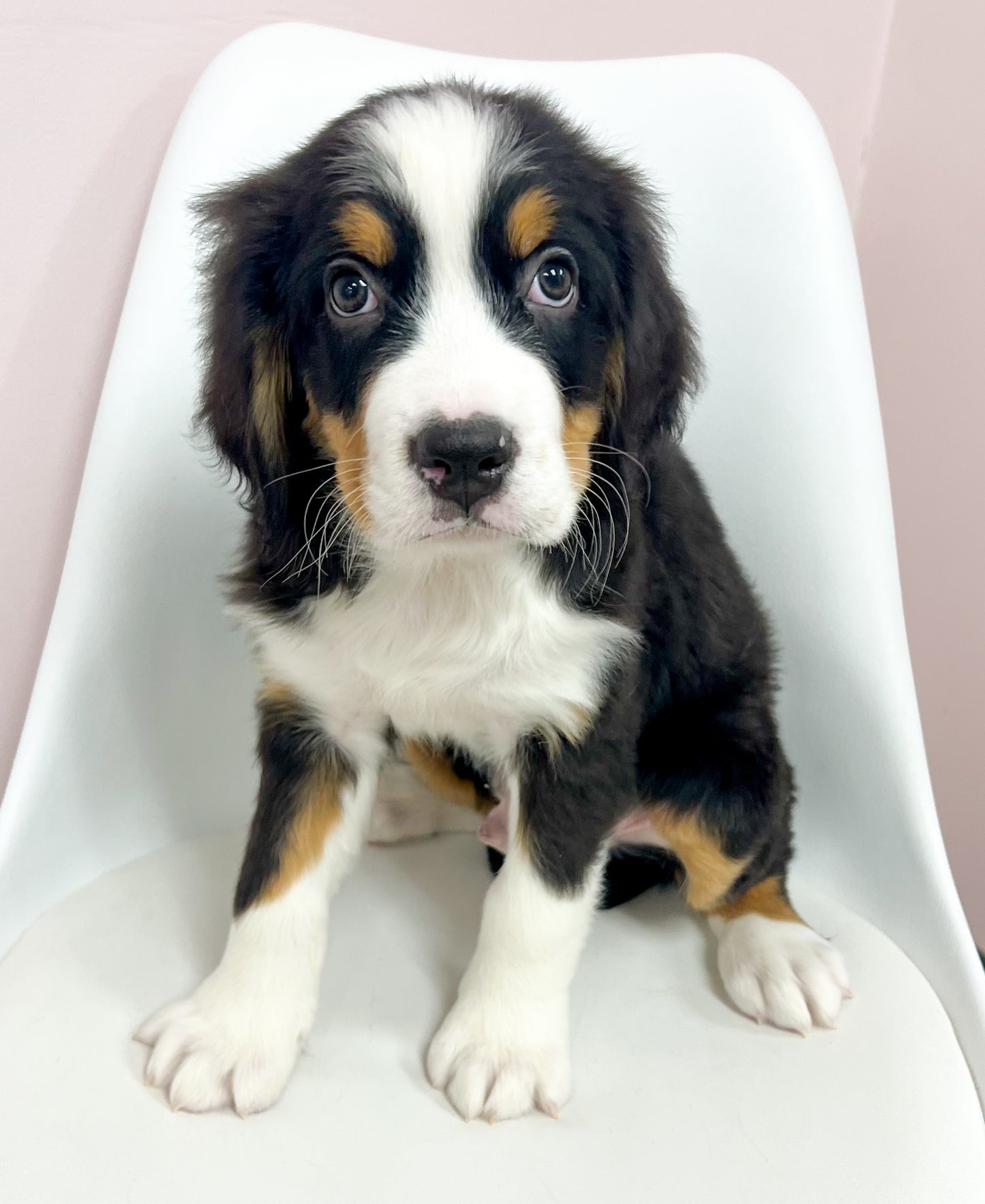 Bernie - Male Bernese Mtn Dog