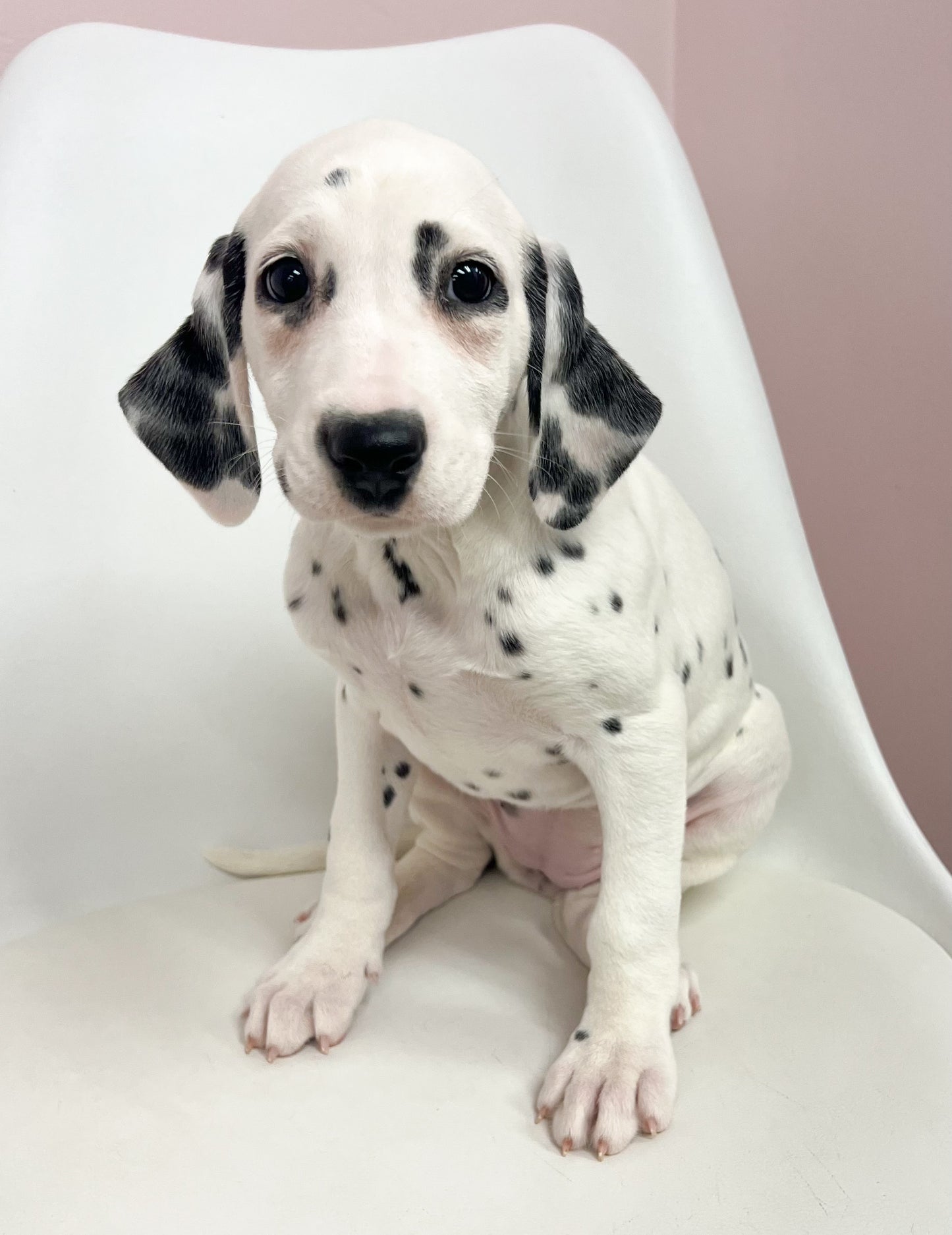 Patty- Female Dalmatian