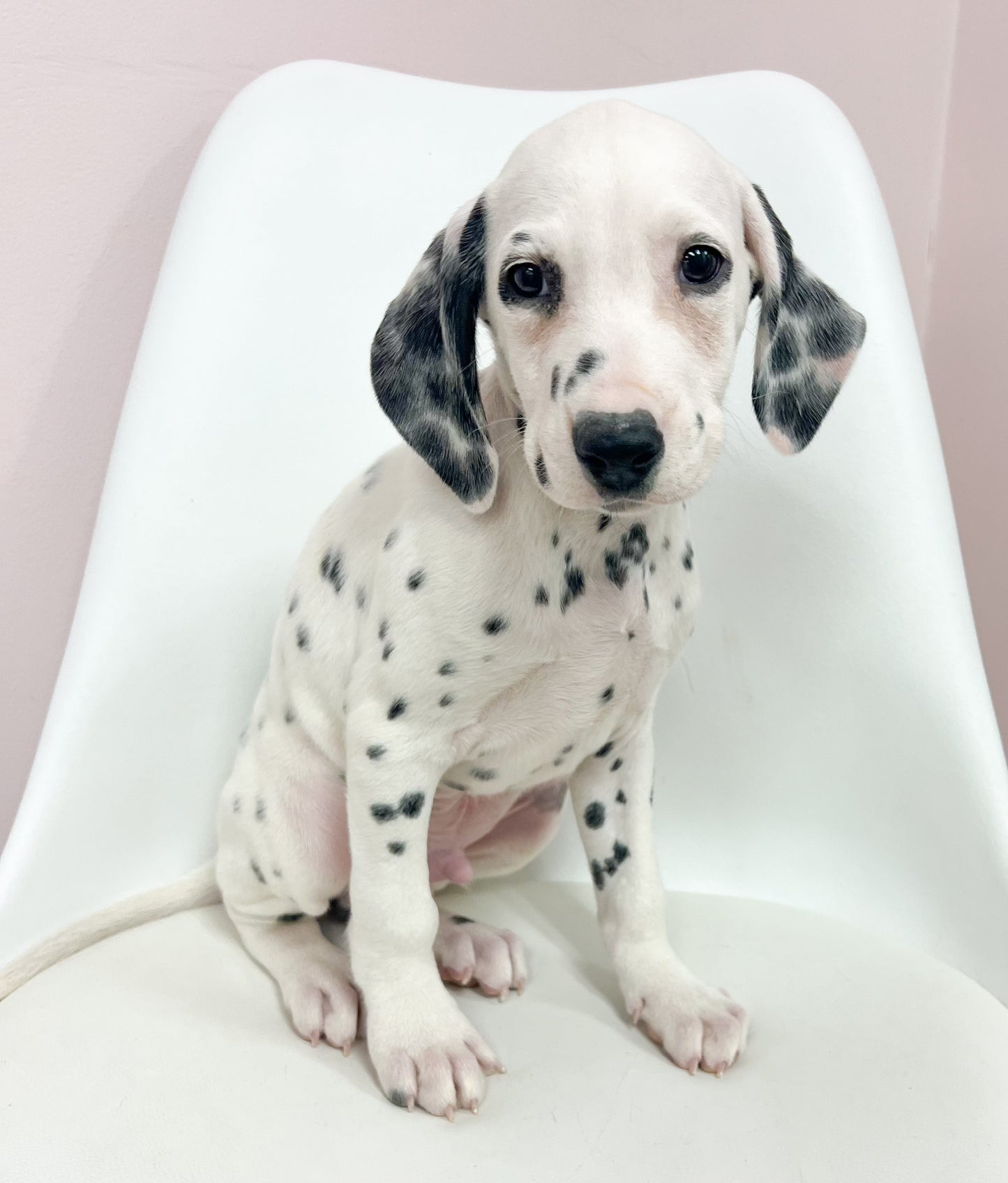 Marshall - Male Dalmatian