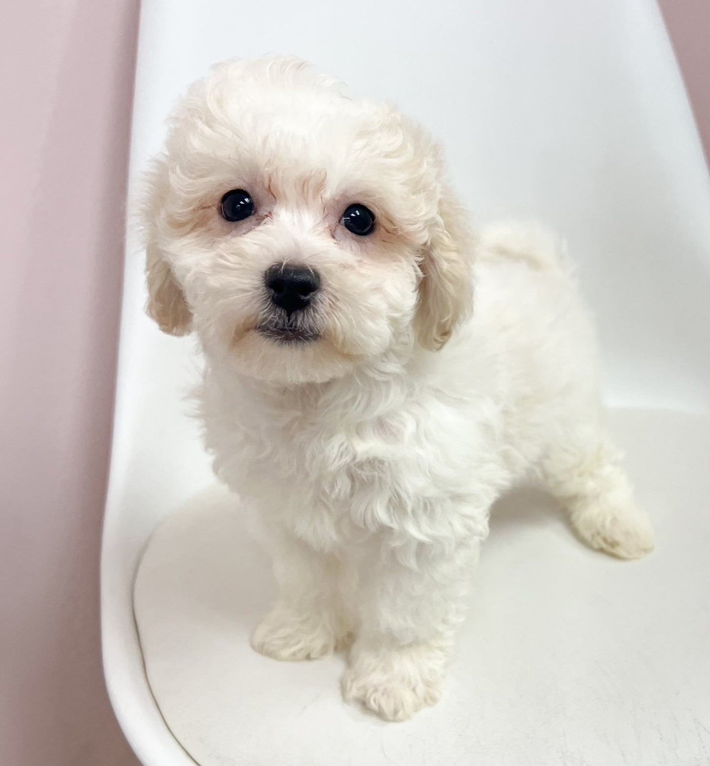 Snowball - Male Bichonpoo