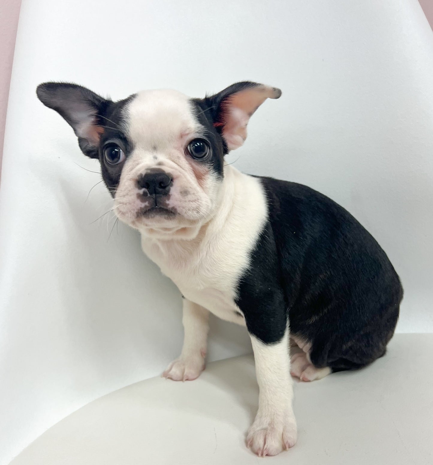 Baby - Female Boston Terrier