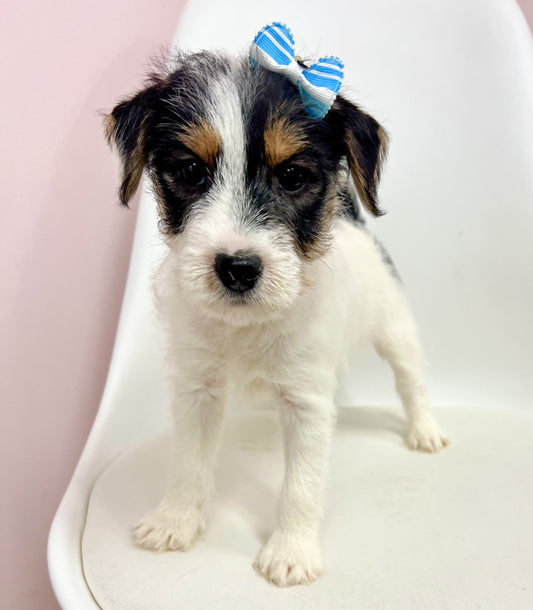 Jovie - Female Jack Russell Terrier