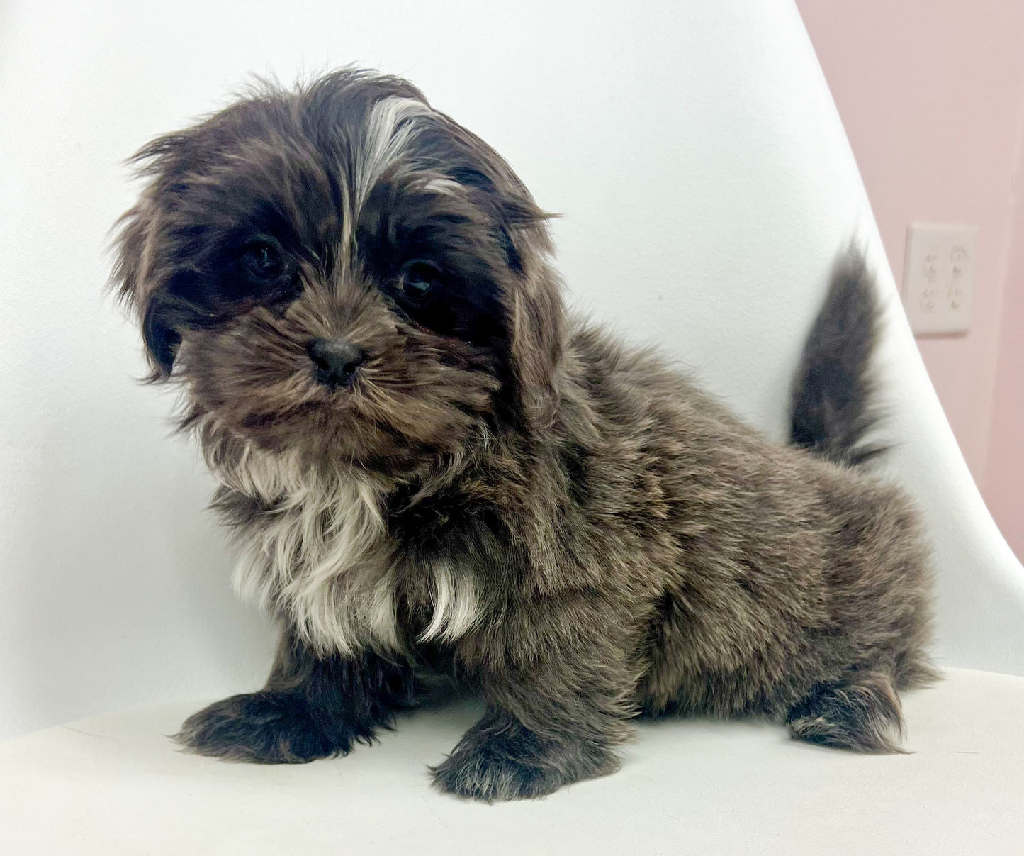 Neko - Male Shih Tzu