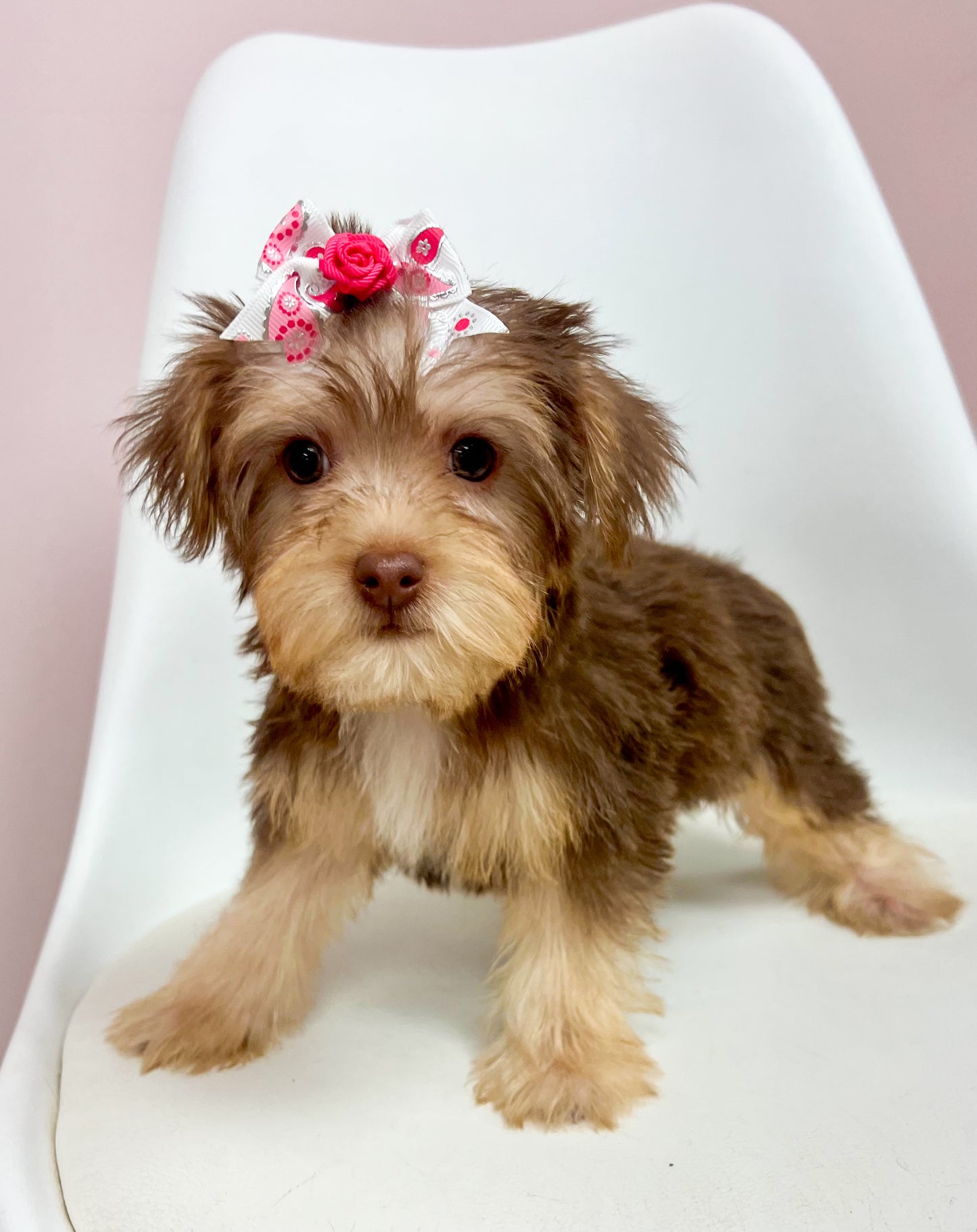 Lila-Female Yorkipoo