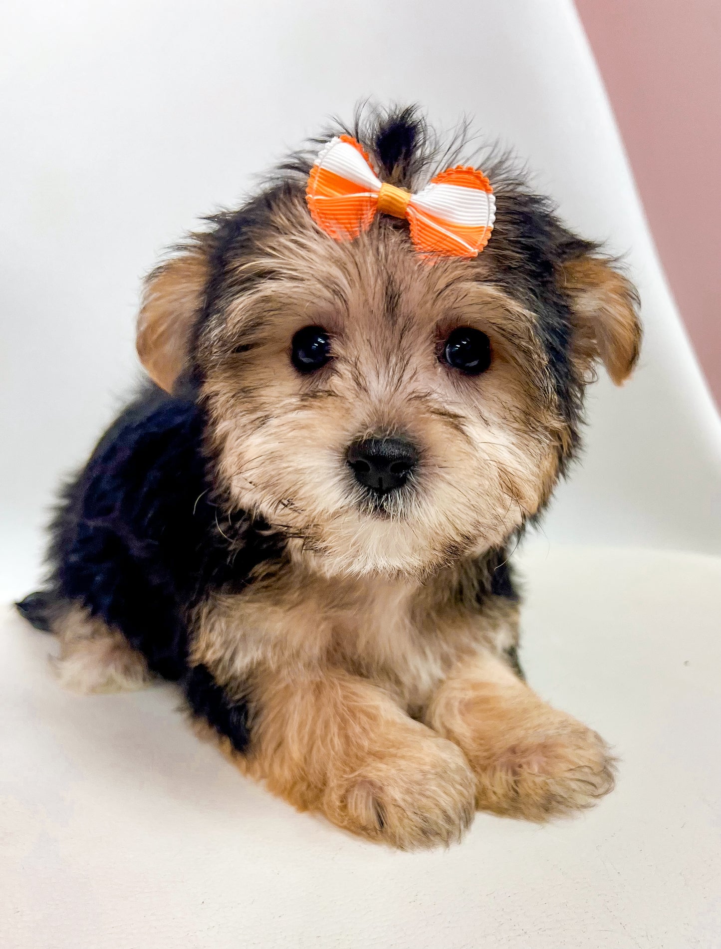 Molly- Female Morkie