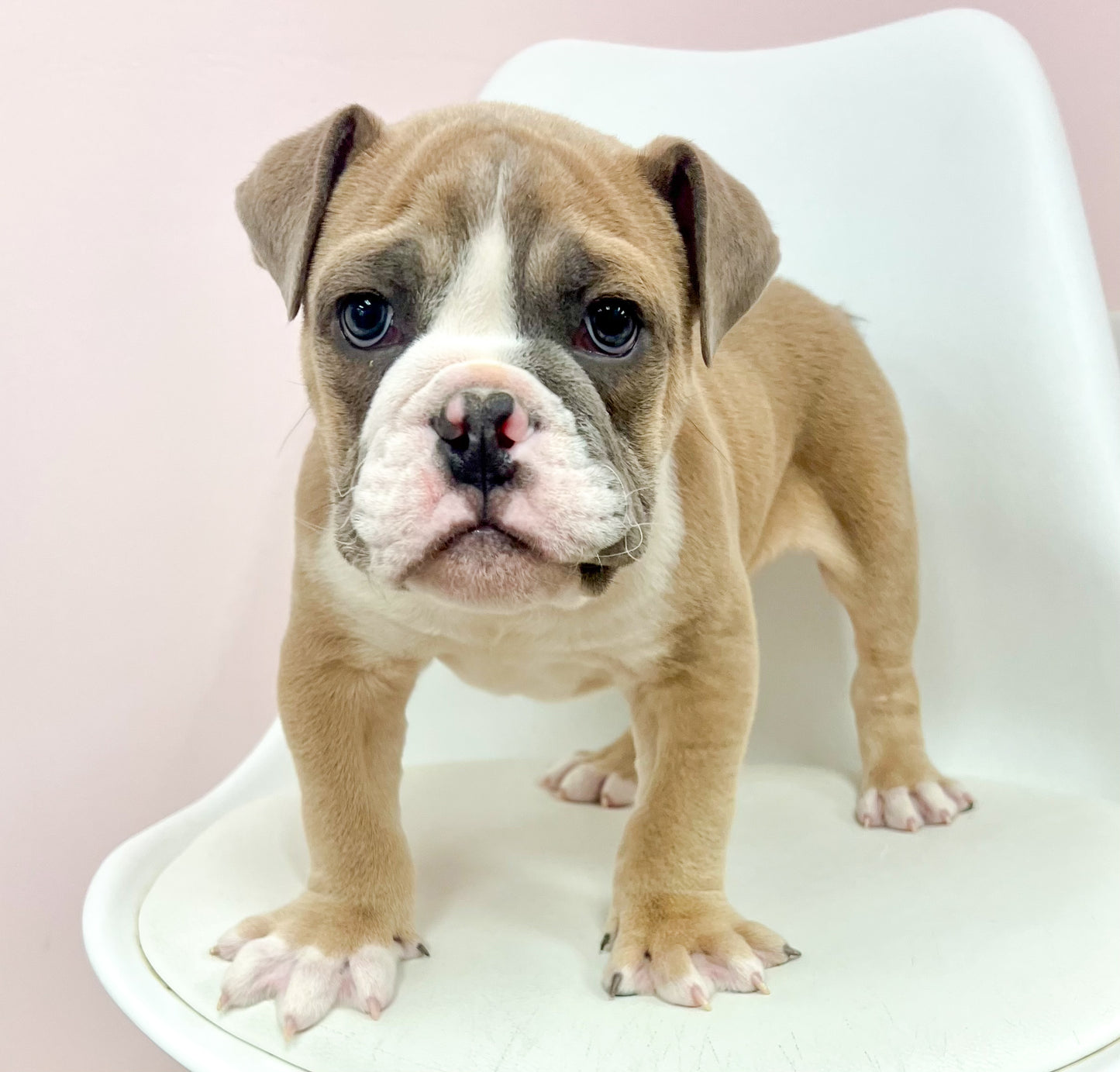 Meatball- Male English Bulldog