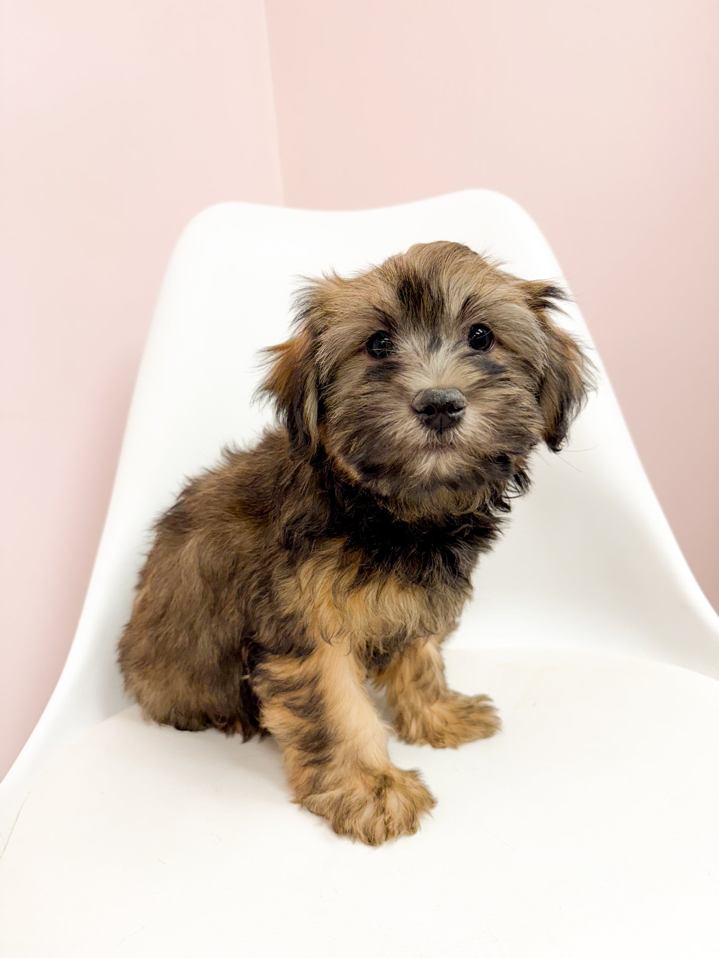 Harry - Male Havanese