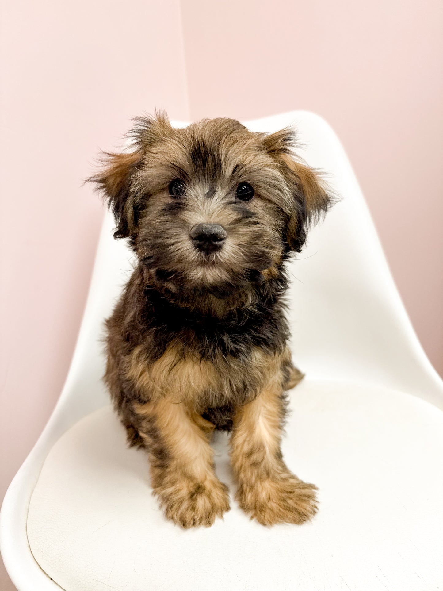 Harry - Male Havanese