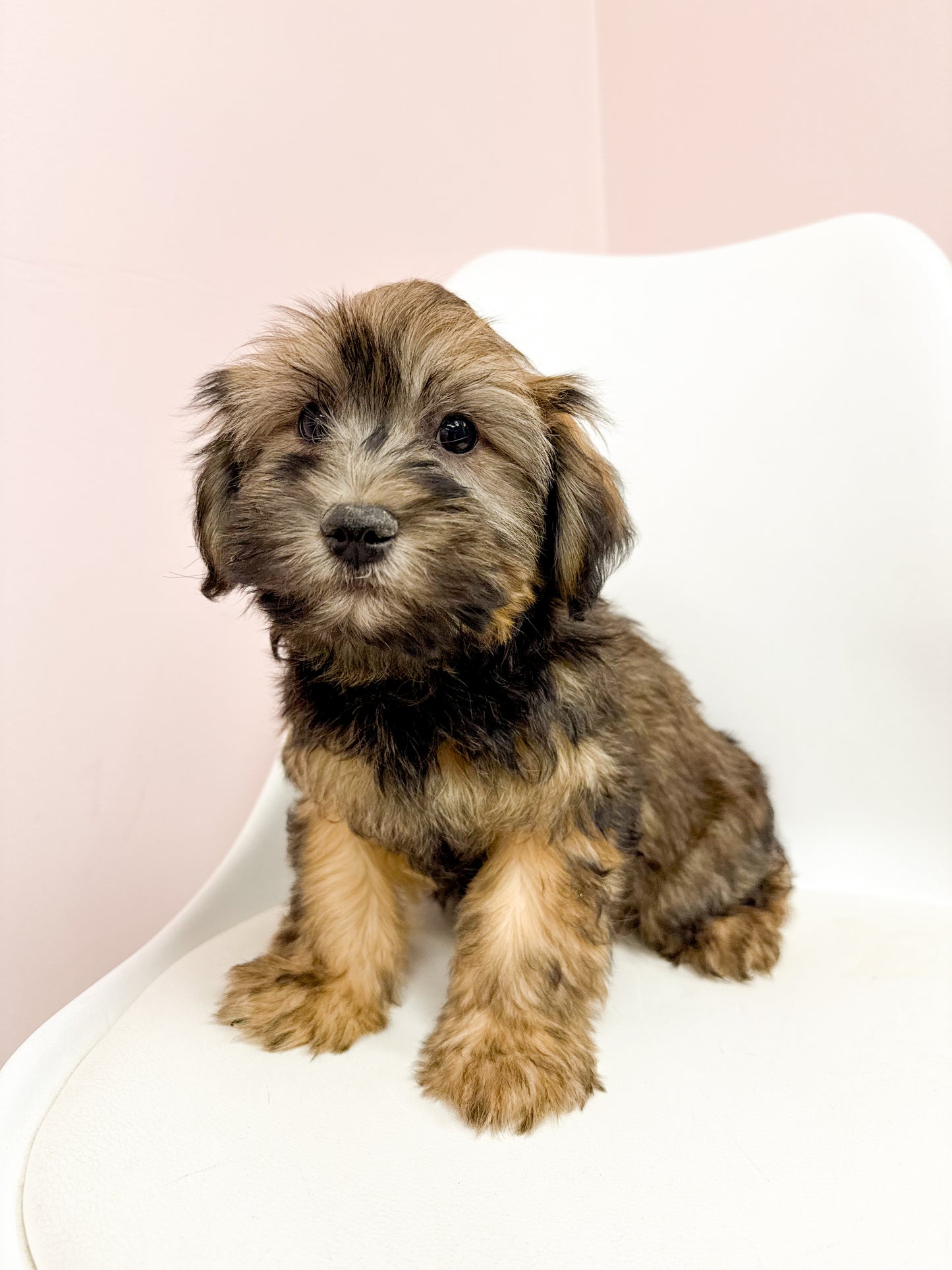 Harry - Male Havanese