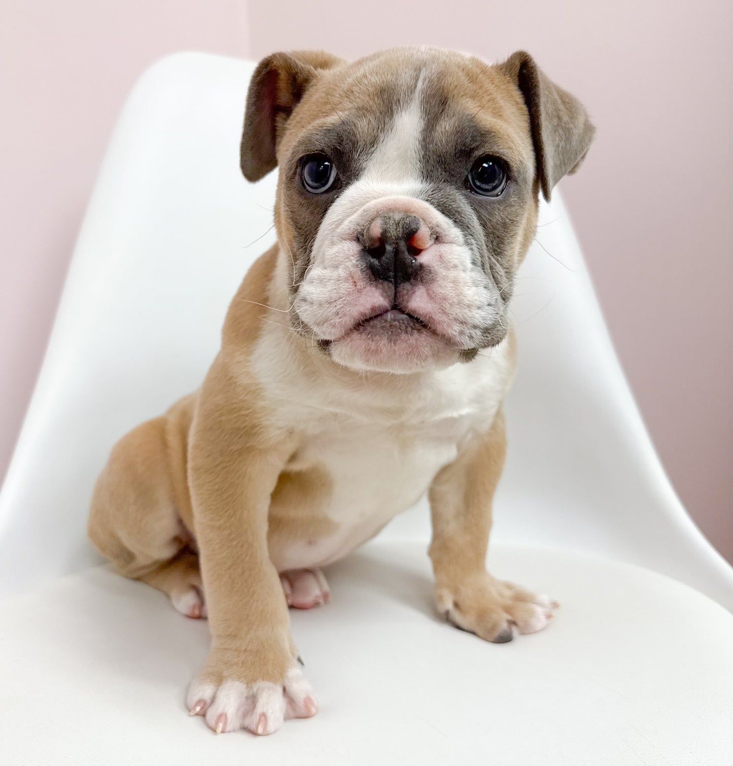 Meatball- Male English Bulldog