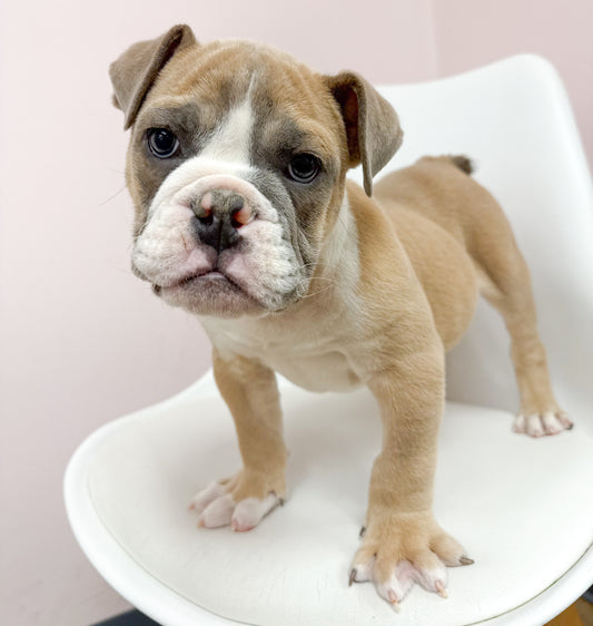 Meatball- Male English Bulldog