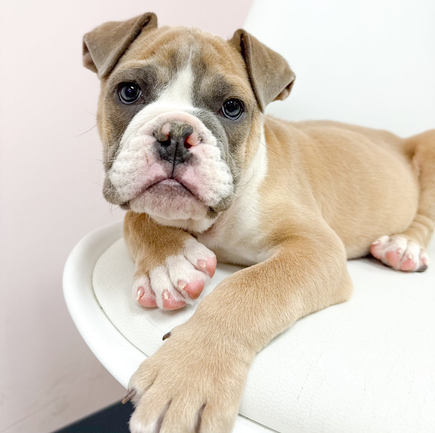 Meatball- Male English Bulldog