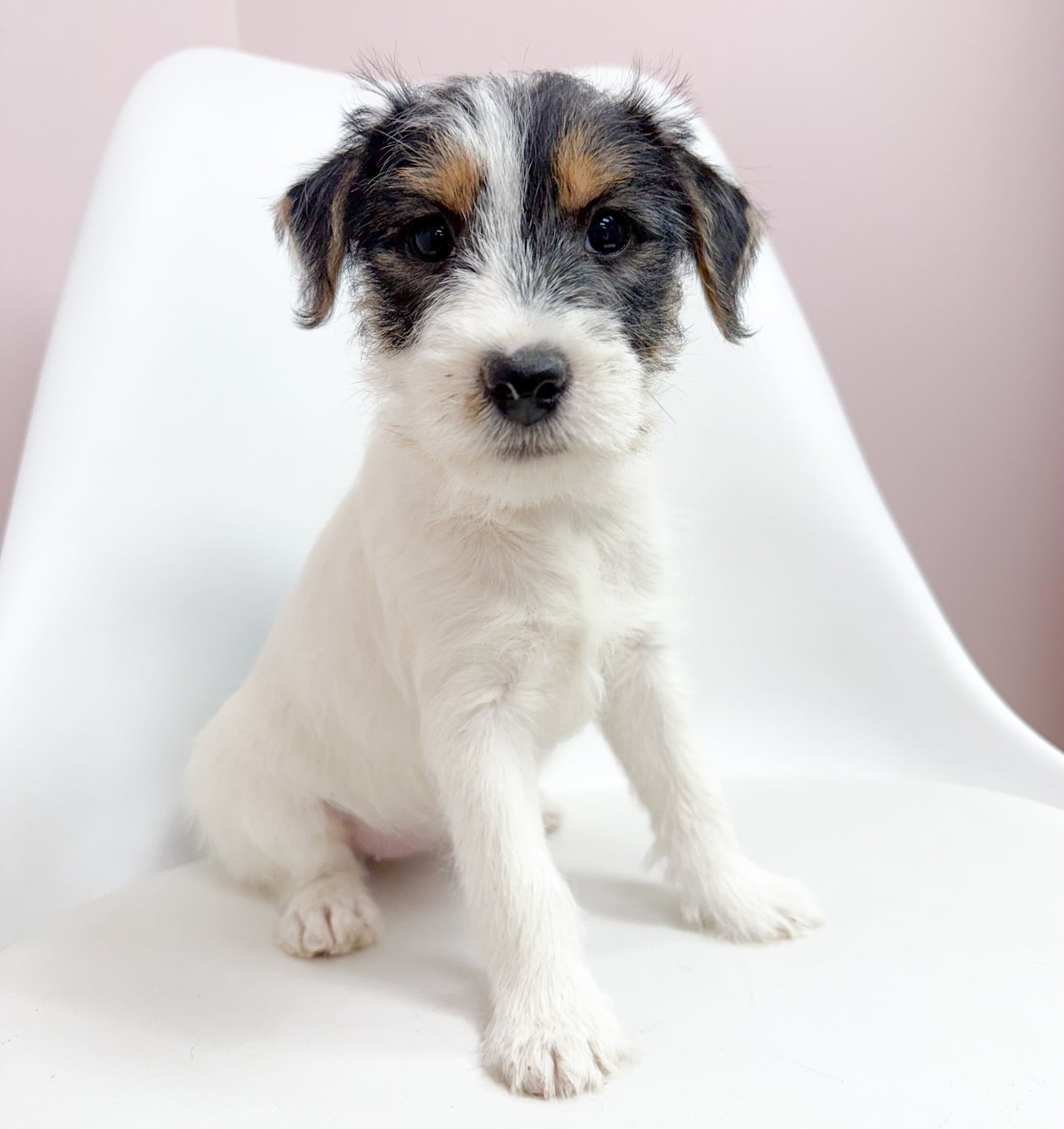 Jovie - Female Jack Russell Terrier