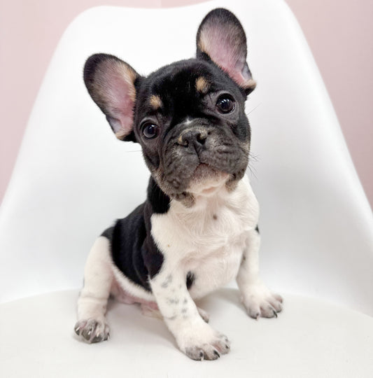 Mickey - Male French Bulldog