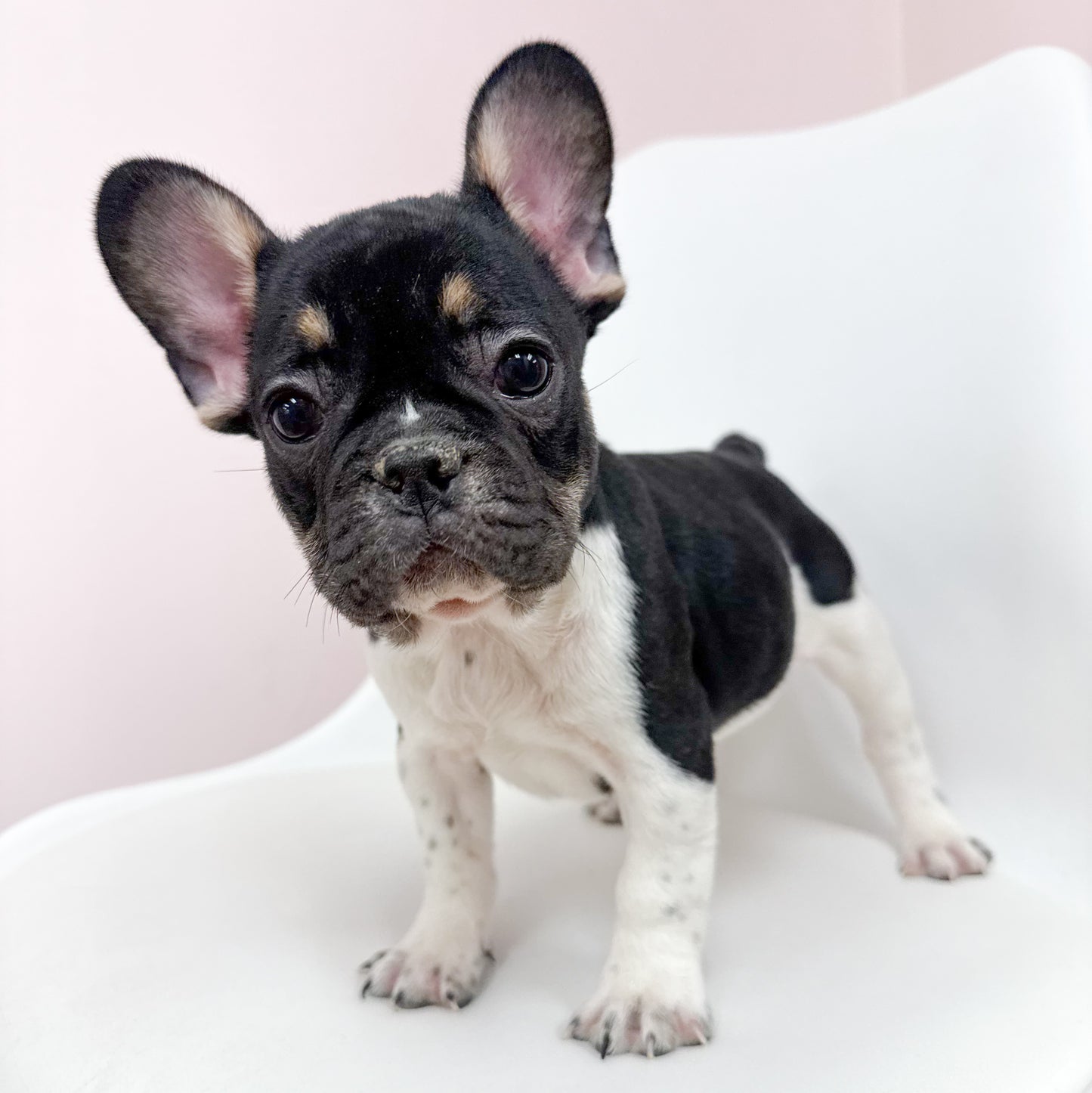 Mickey - Male French Bulldog