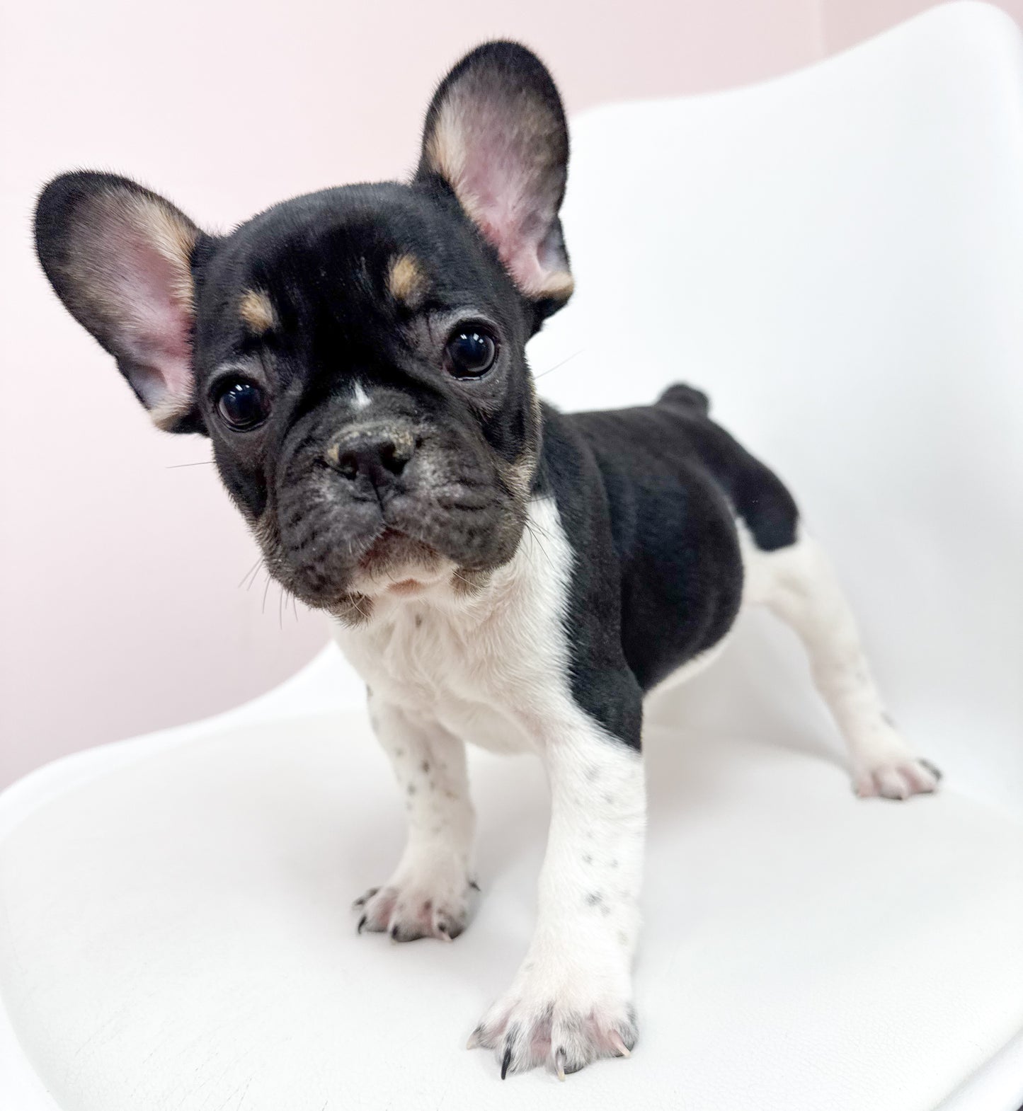 Mickey - Male French Bulldog