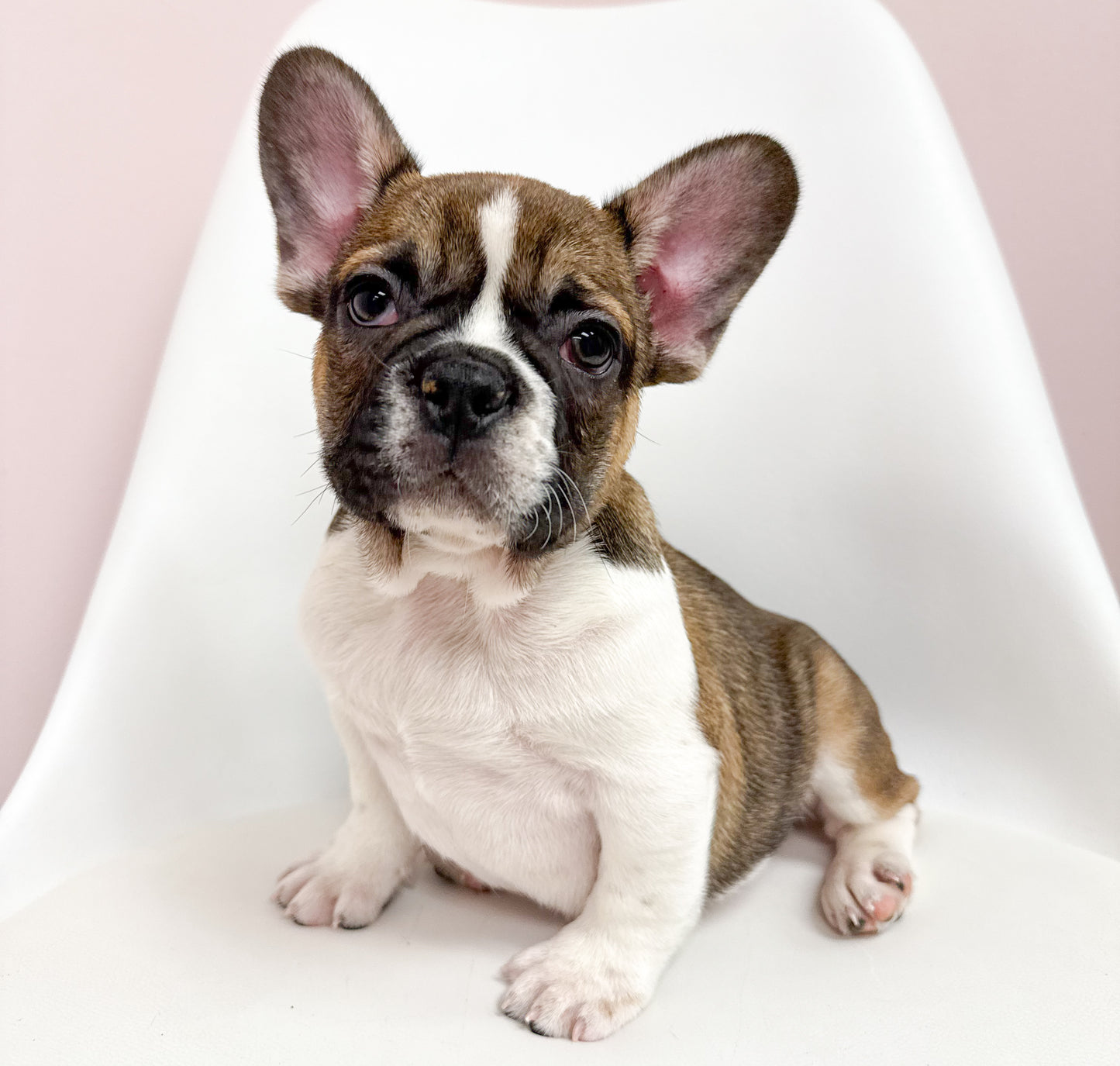 Brutus - Male French Bulldog