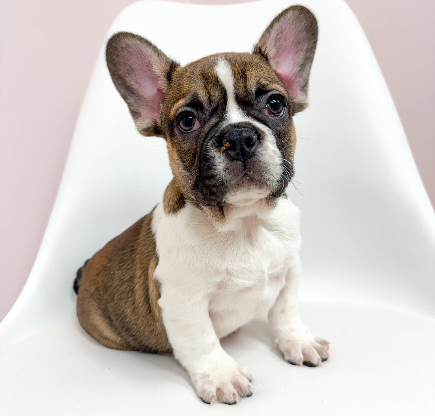 Brutus - Male French Bulldog