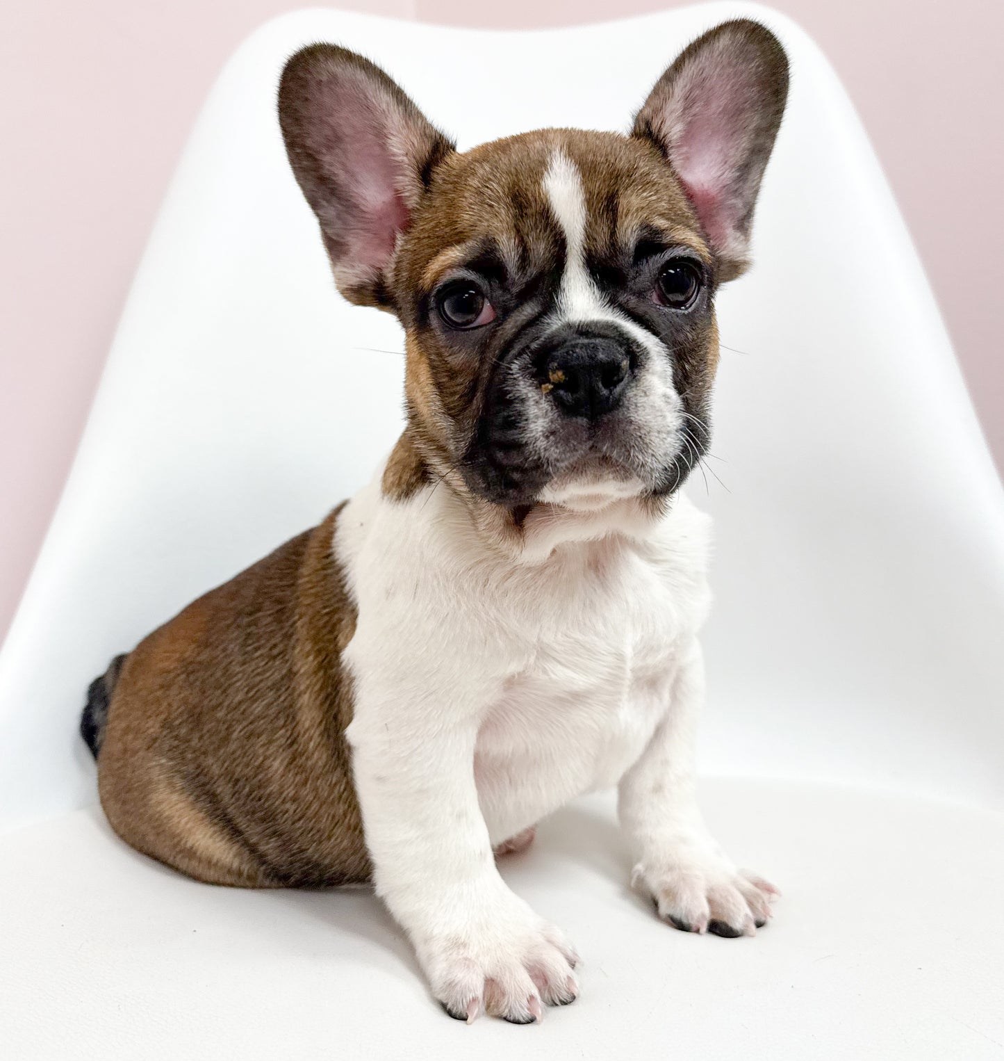 Brutus - Male French Bulldog