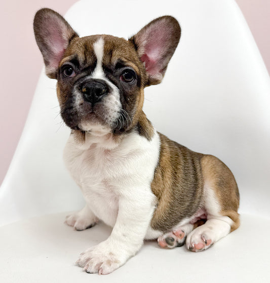 Brutus - Male French Bulldog