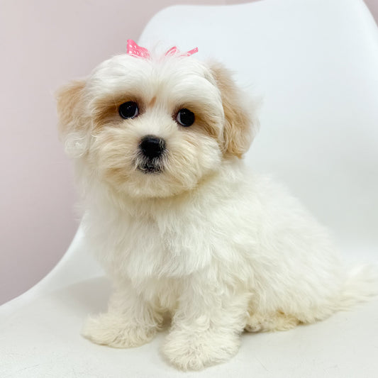 Fanny- Female Teddy Bear