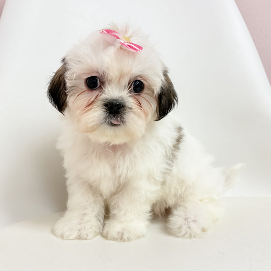 Paris- Female Shih Tzu